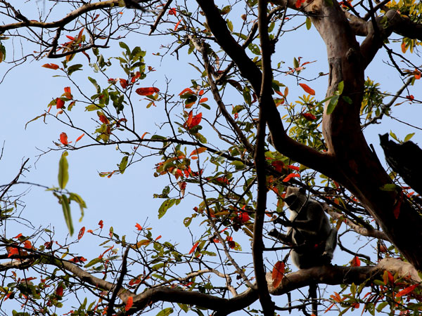 Bird Watching Safari in Kumana National Park
