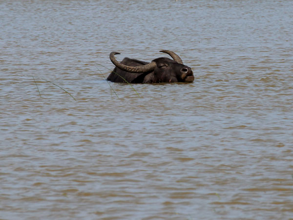 Bird Watching Safari in Kumana National Park