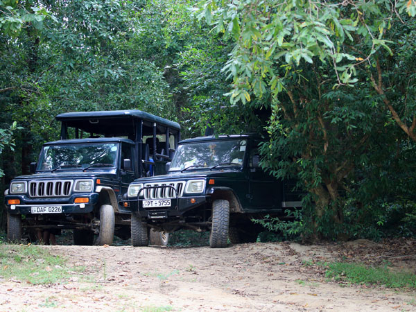 Bird Watching Safari in Kumana National Park