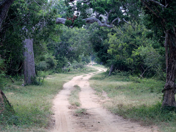 Kumana National Park Safari