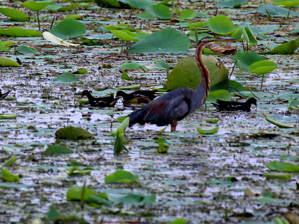 Kumana National Park Safari