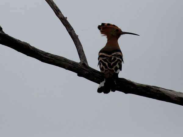 Kumana National Park Safari