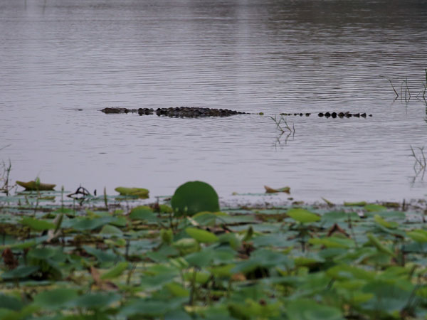 Kumana National Park Safari