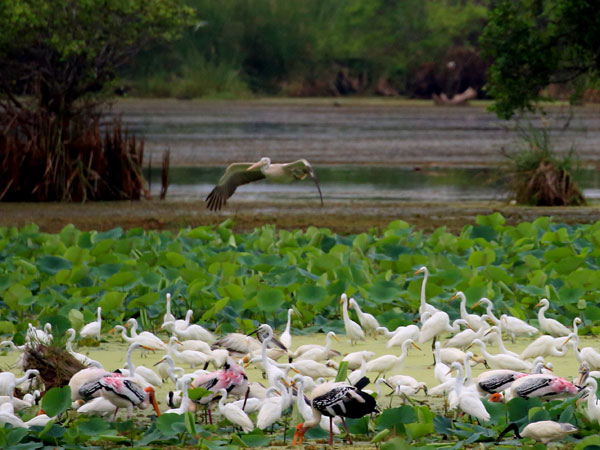 Kumana National Park Safari