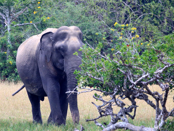 Kumana National Park Safari