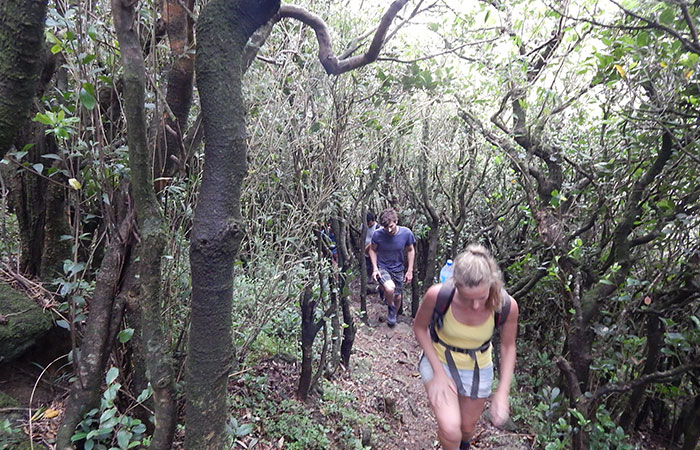 Knuckles Mountains High Peak Day Trekking Tour