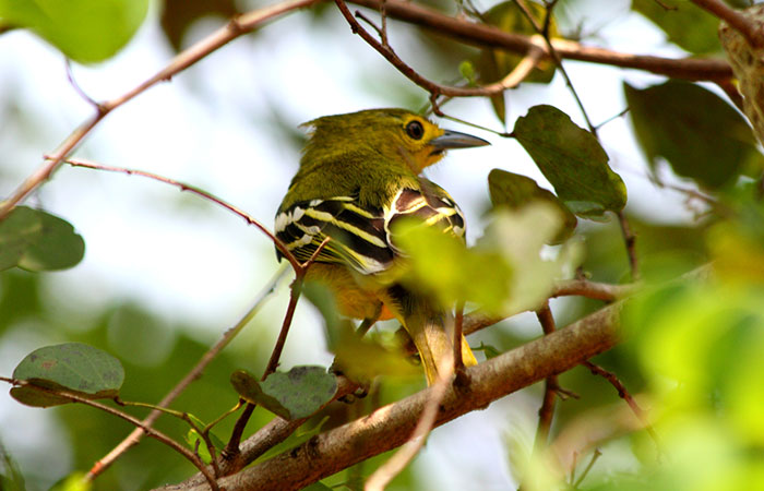 Morning Safari in Wilpattu with a Guide