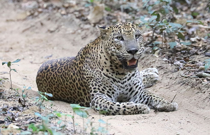 Morning Safari in Wilpattu with a Guide