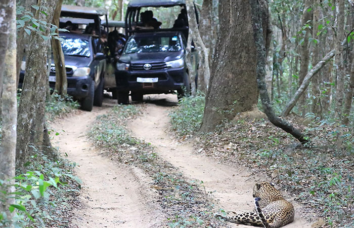 Morning Safari in Wilpattu with a Guide