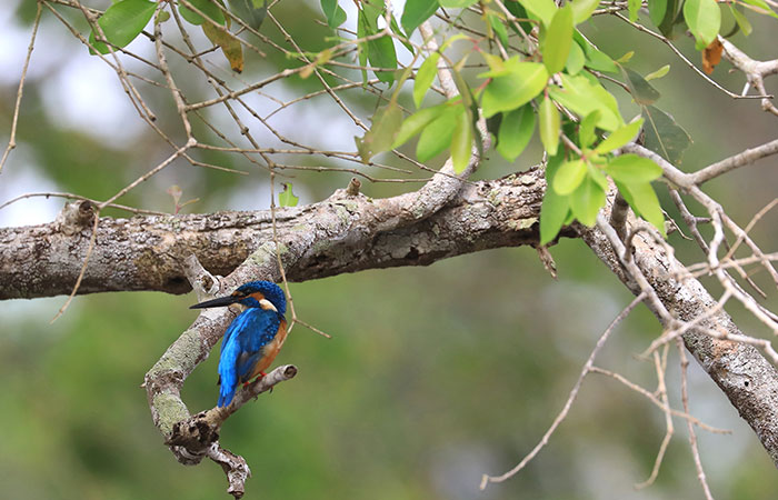 Morning Safari in Wilpattu with a Guide