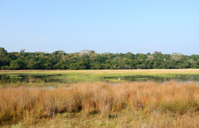 Morning Safari in Wilpattu with a Guide