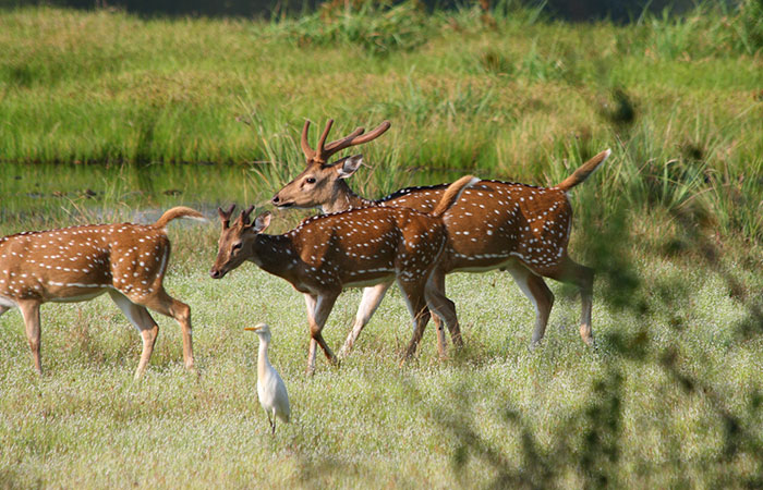 Morning Safari in Wilpattu with a Guide