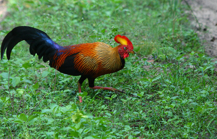 Morning Safari in Wilpattu with a Guide