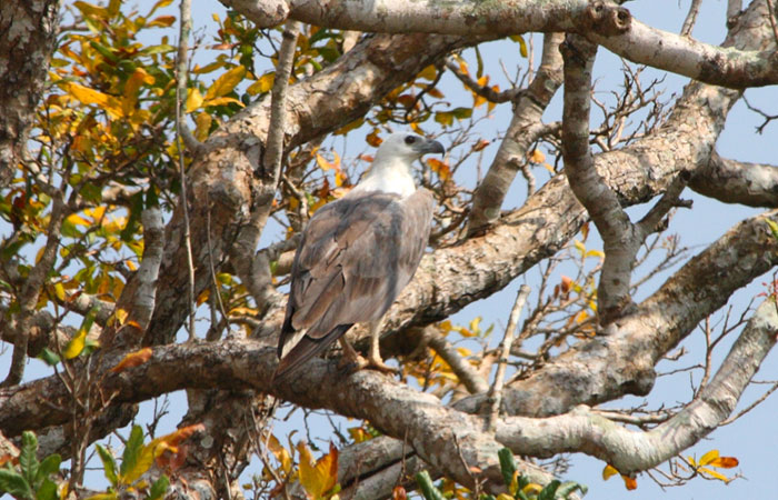 Morning Safari in Wilpattu with a Guide