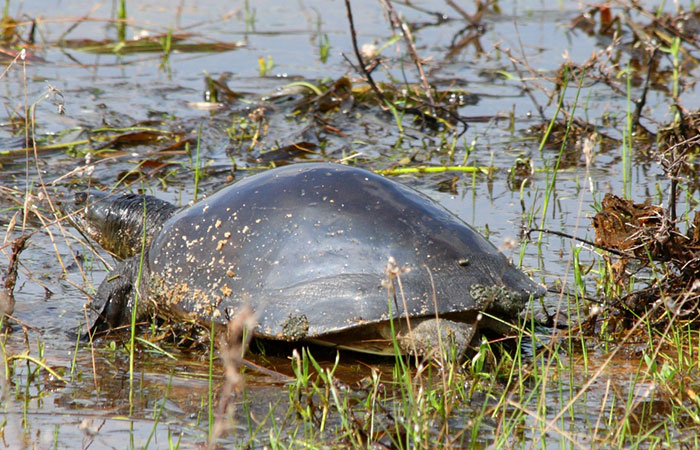 Morning Safari in Wilpattu with a Guide