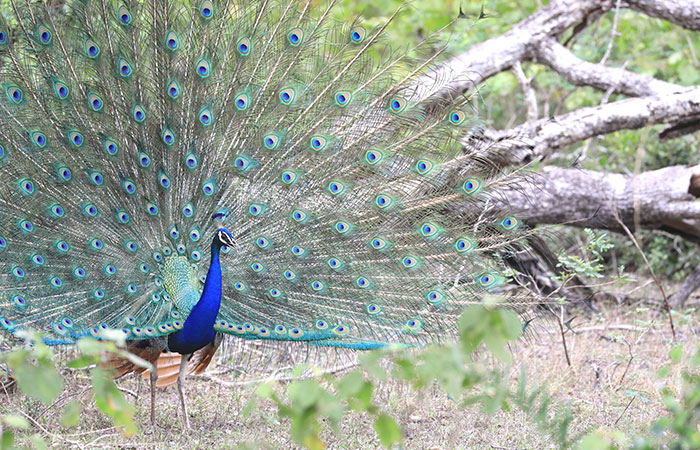 Morning Safari in Wilpattu with a Guide