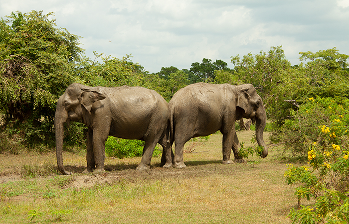 Yala Safari Camp